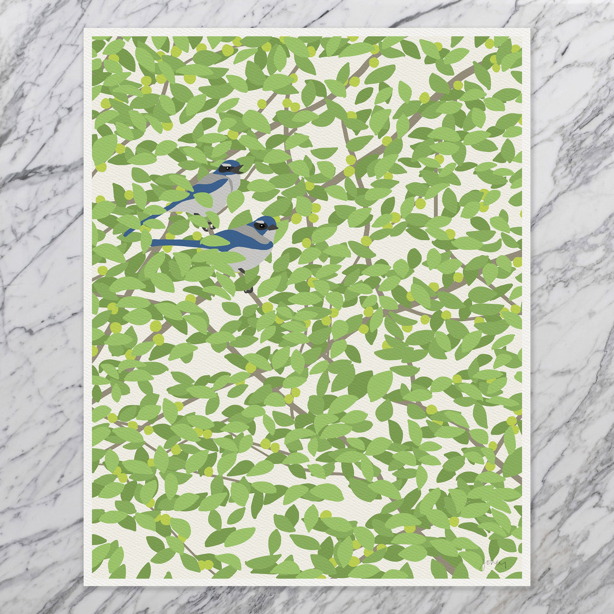 Pair of Blue Jays Signed Art Print - 140501