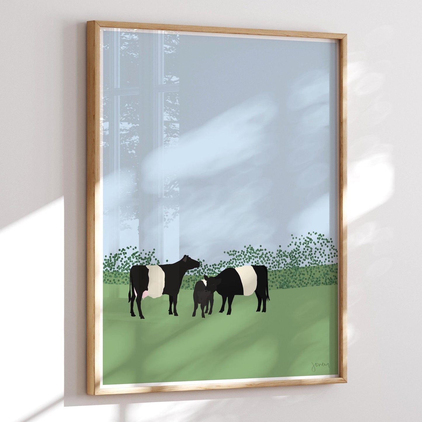 Belted Galloway Cows Art Print - Unframed or Framed - 120913