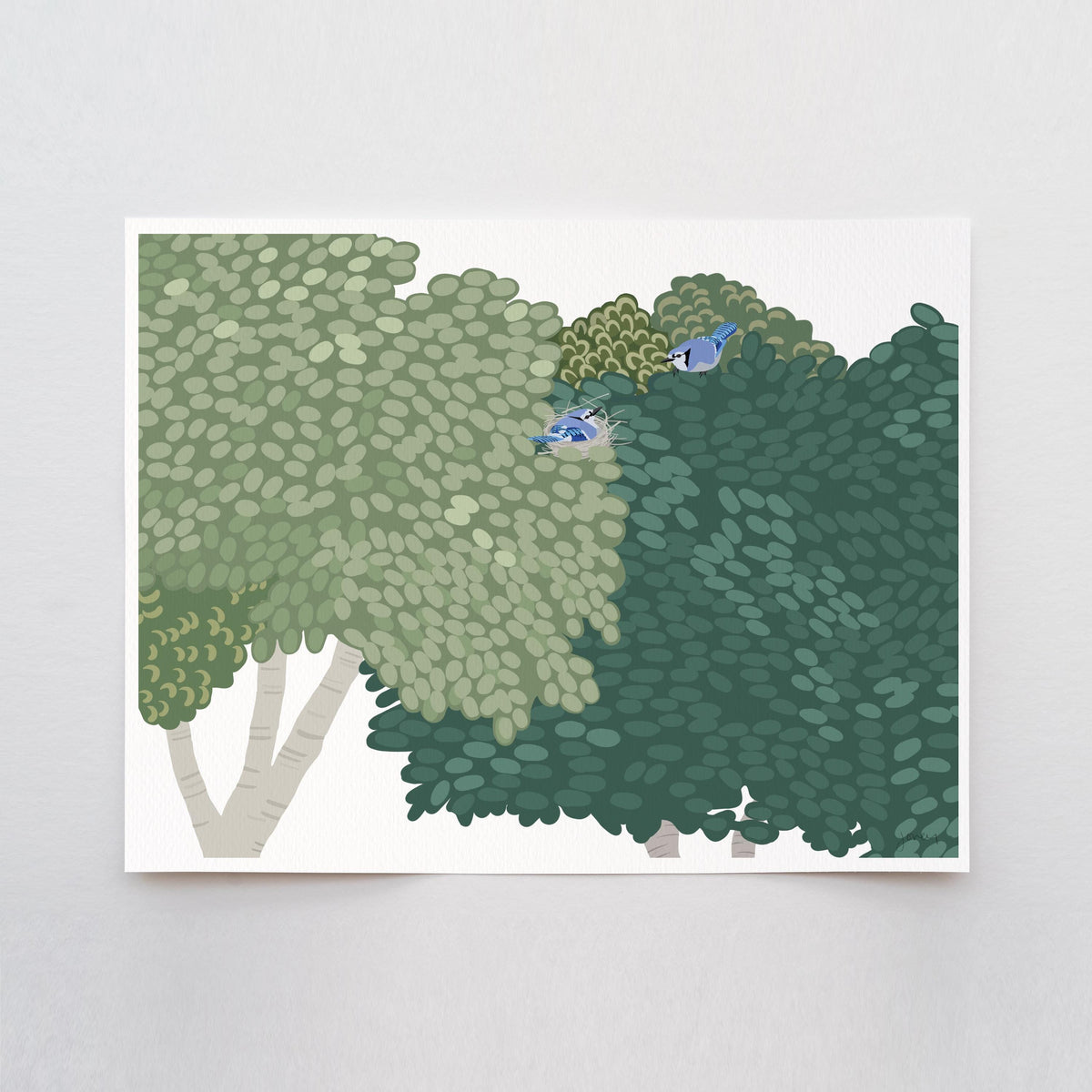 Blue Jays Nesting Signed Art Print - 250108