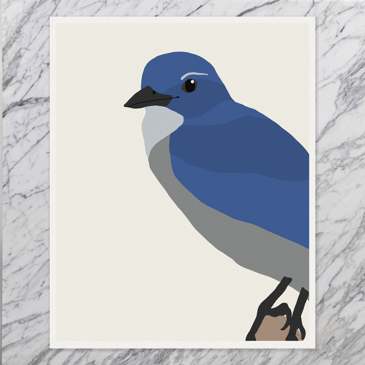 Scrub Jay Signed Art Print - 140910