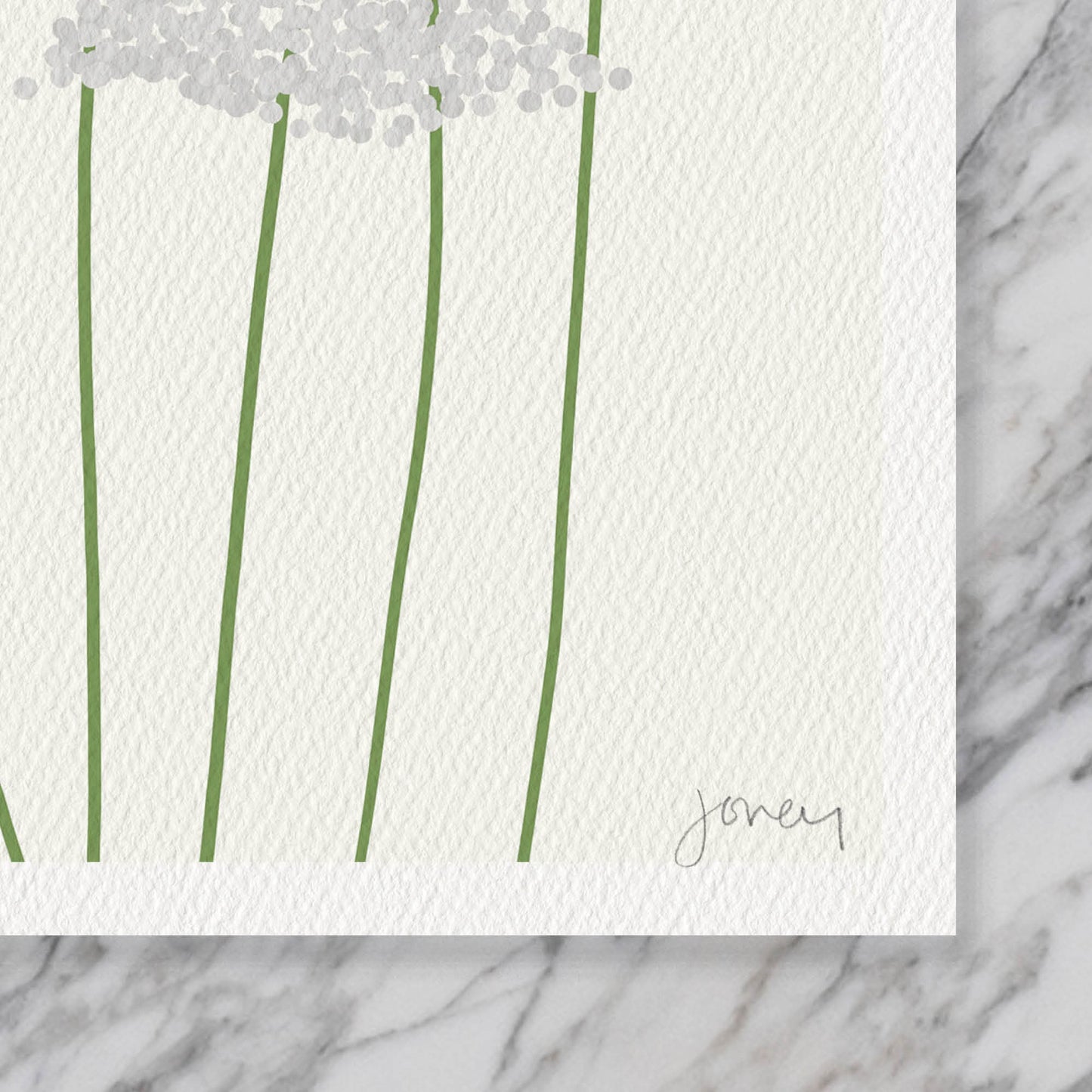 Wild Carrot Queen Anne's Lace Art Print - Framed or Unframed - 150819