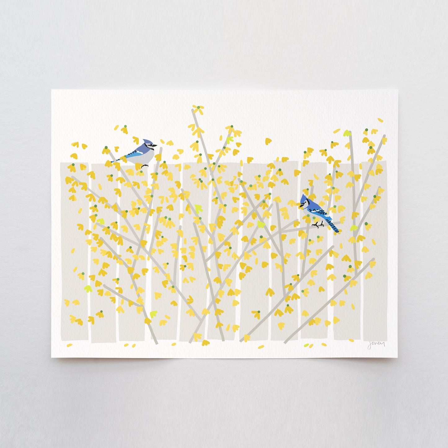 Blue Jays in Yellow Forsythia Art Print – Signed - 260426