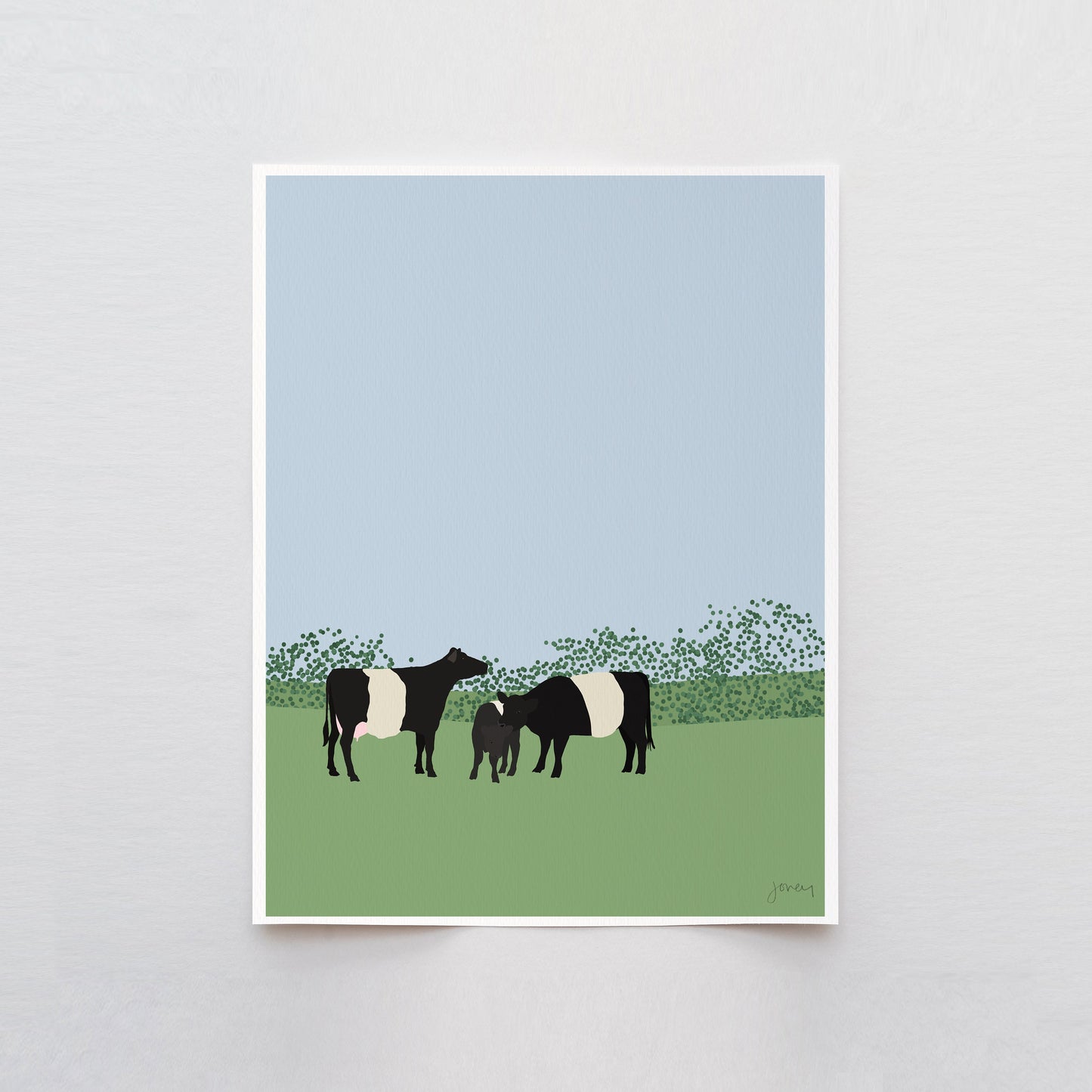 Belted Galloway Cows Art Print - Unframed or Framed - 120913