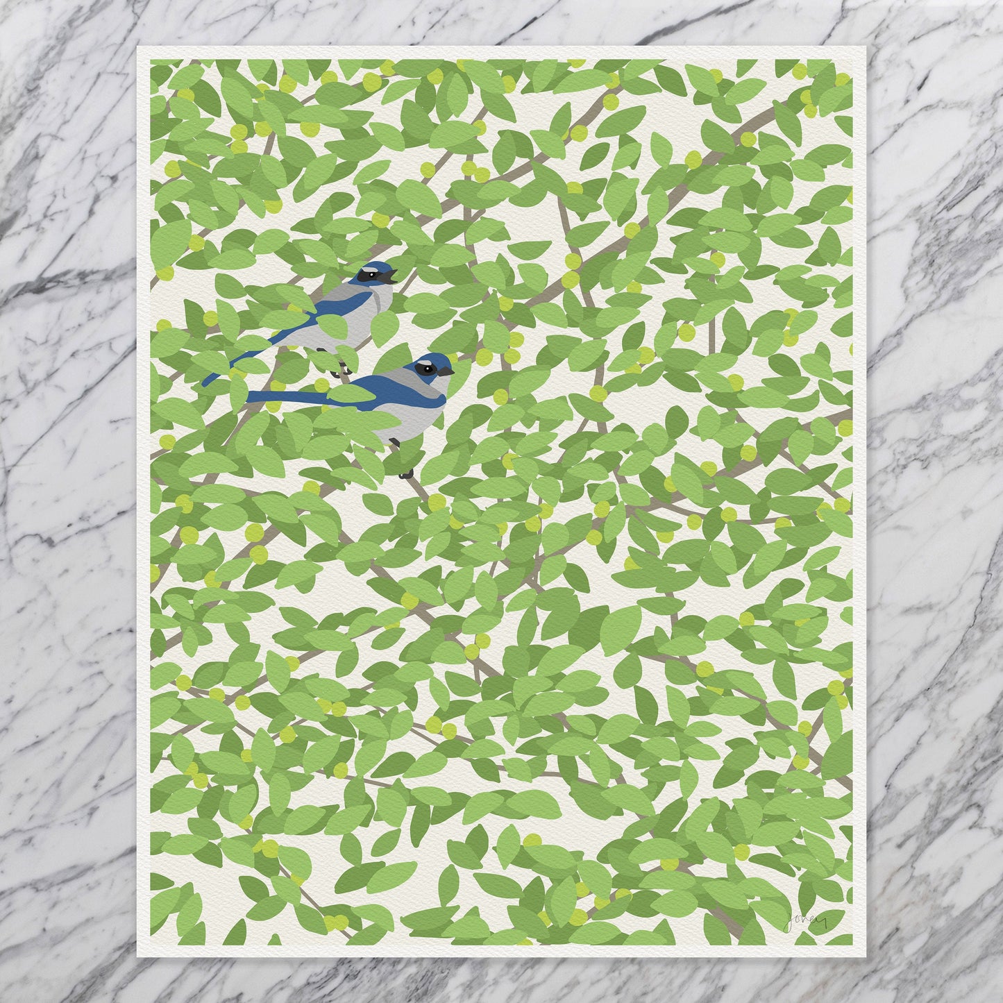 Pair of Blue Jays Art Print - Unframed or Framed - 140501