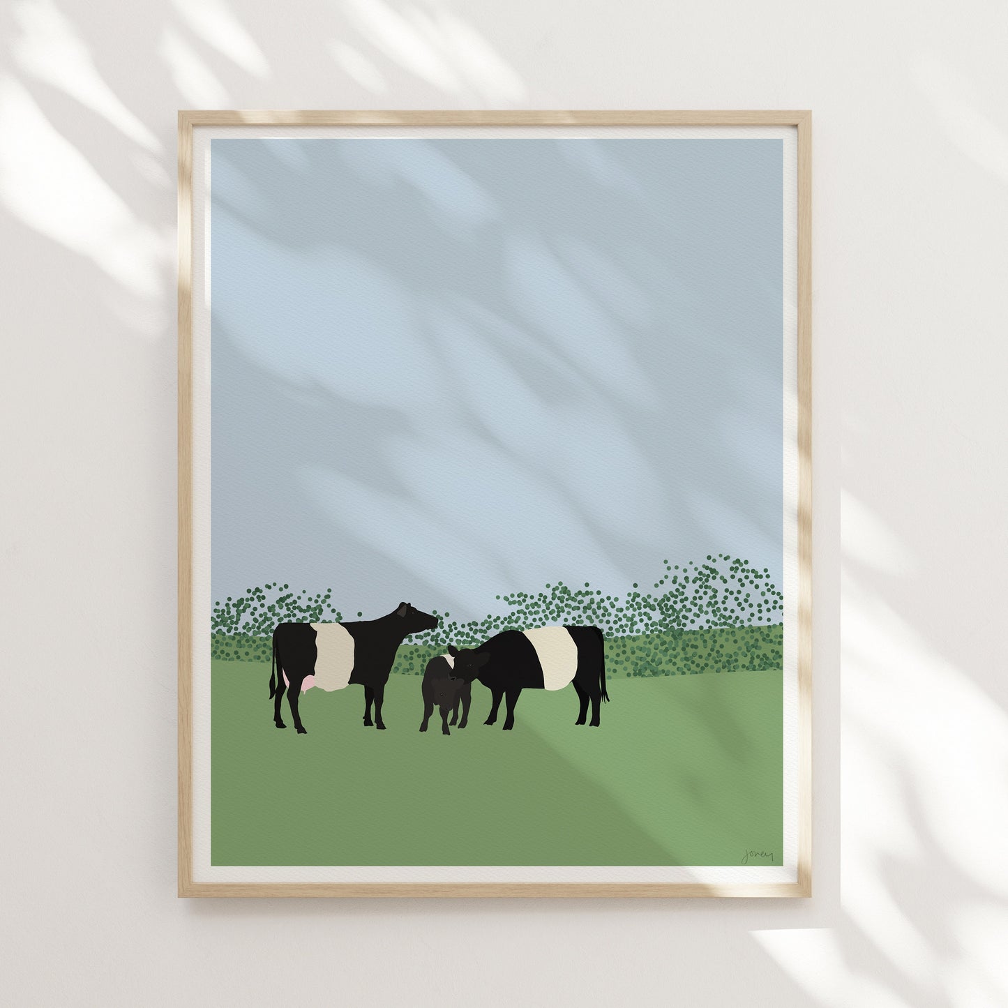 Belted Galloway Cows Art Print - Unframed or Framed - 120913