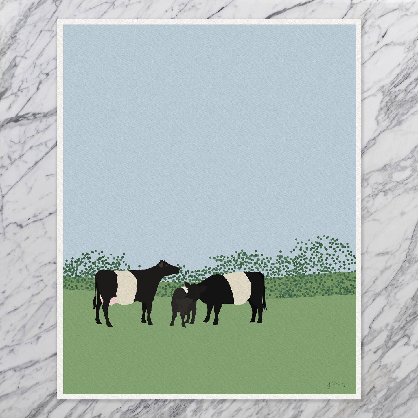 Belted Galloway Cows Art Print - Unframed or Framed - 120913
