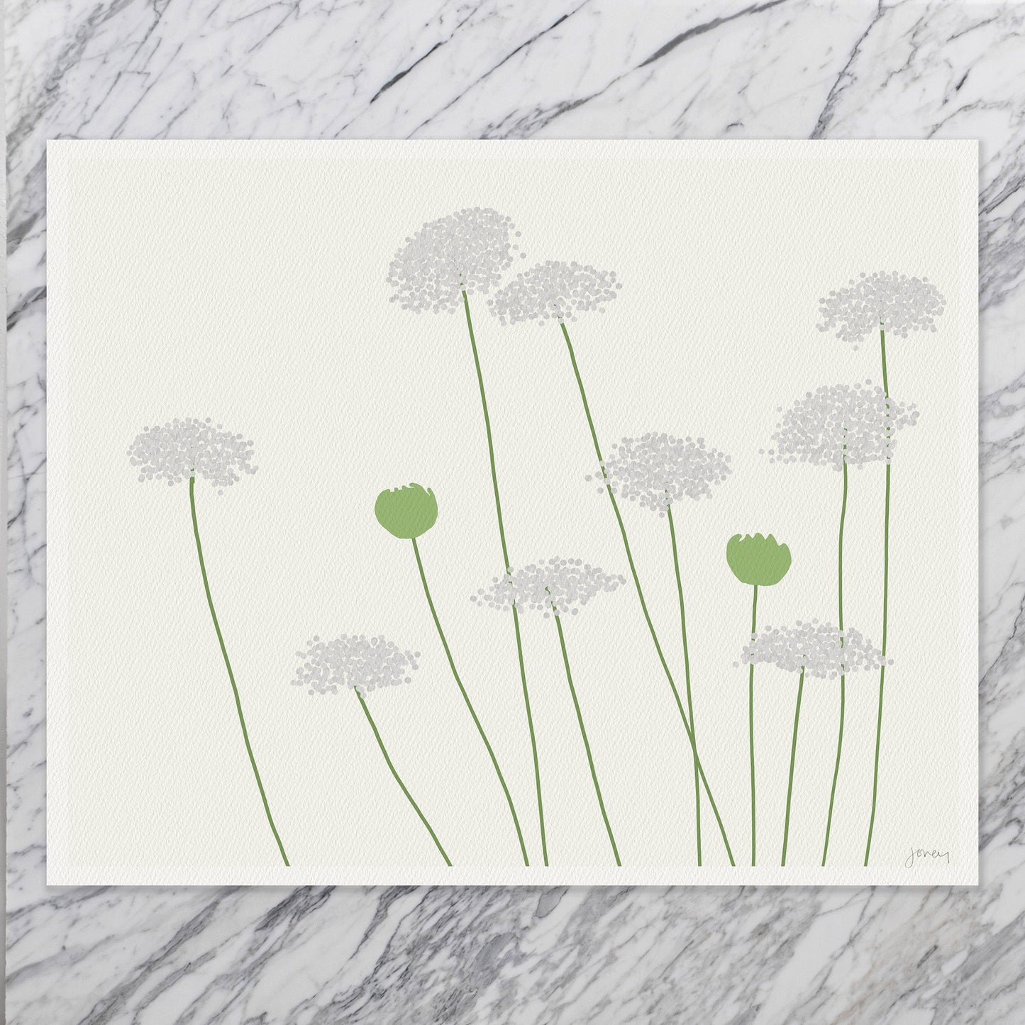Wild Carrot Queen Anne's Lace Art Print - Framed or Unframed - 150819