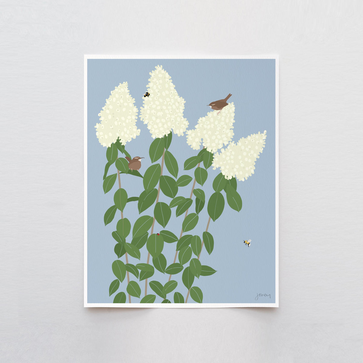 Wren with Limelight Hydrangea, signed art print - 260913