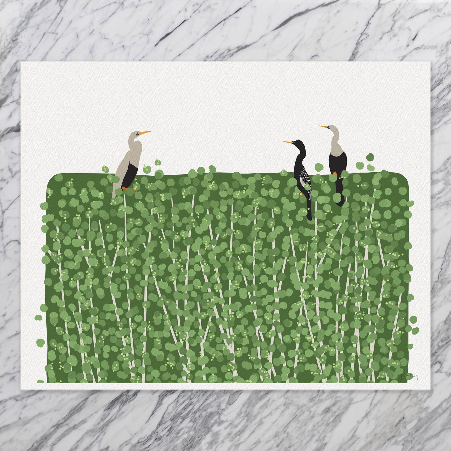 Anhinga Birds Art Print - Unframed or Framed - 250323