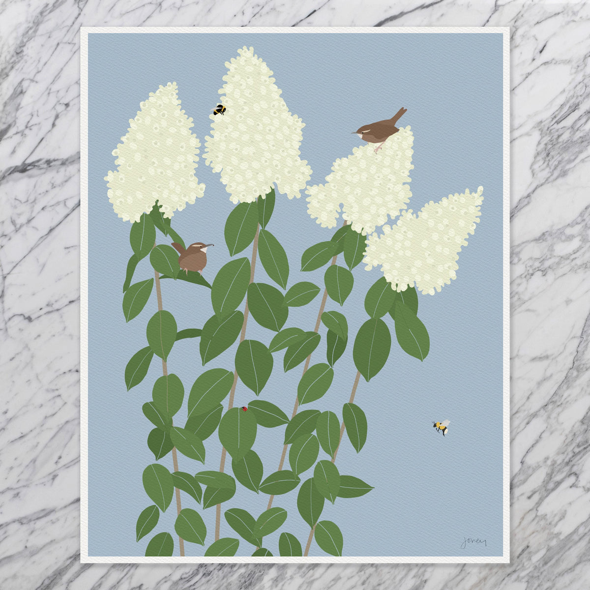 Wren with Limelight Hydrangea, signed art print - 260913