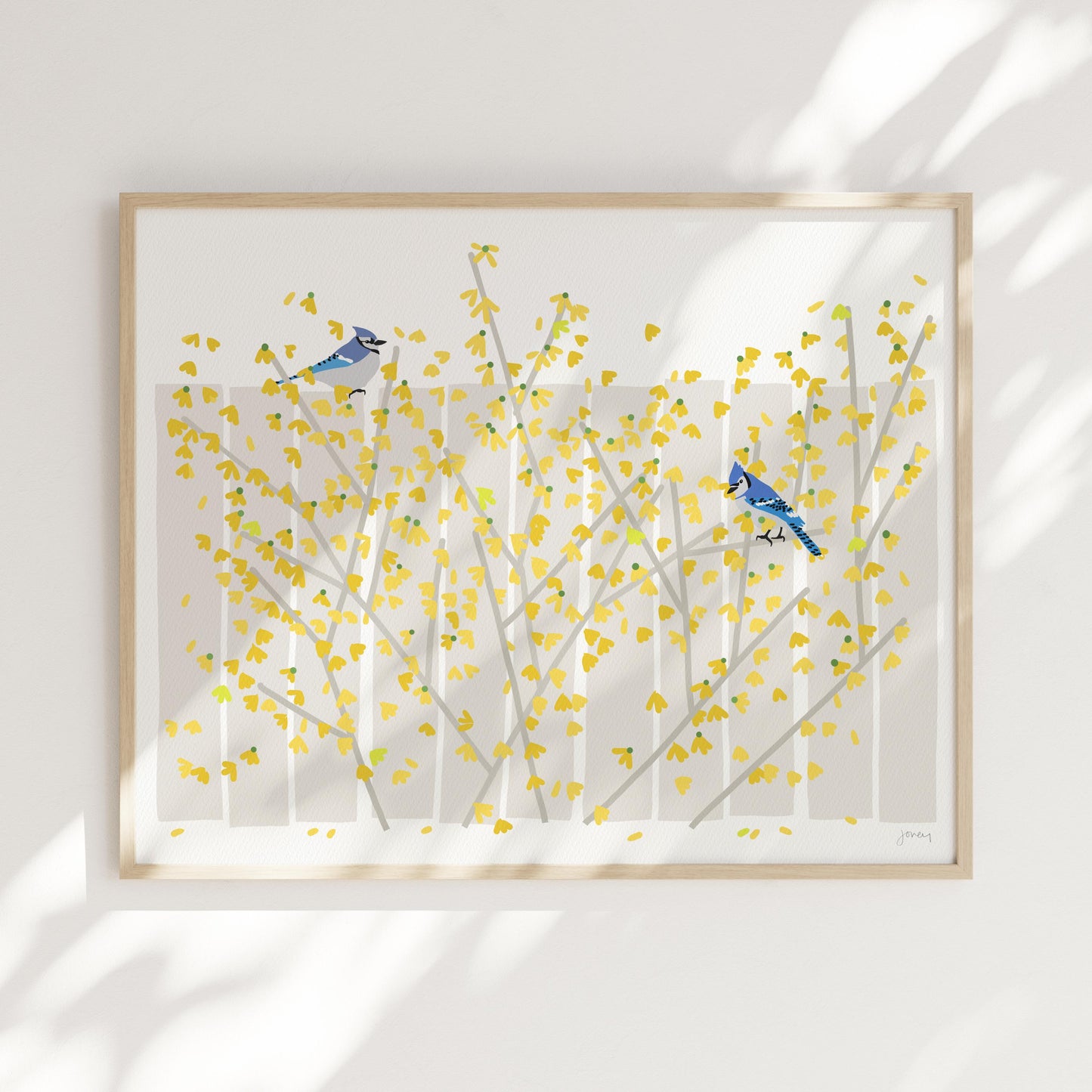 Blue Jays in Yellow Forsythia Art Print – Signed - 260426