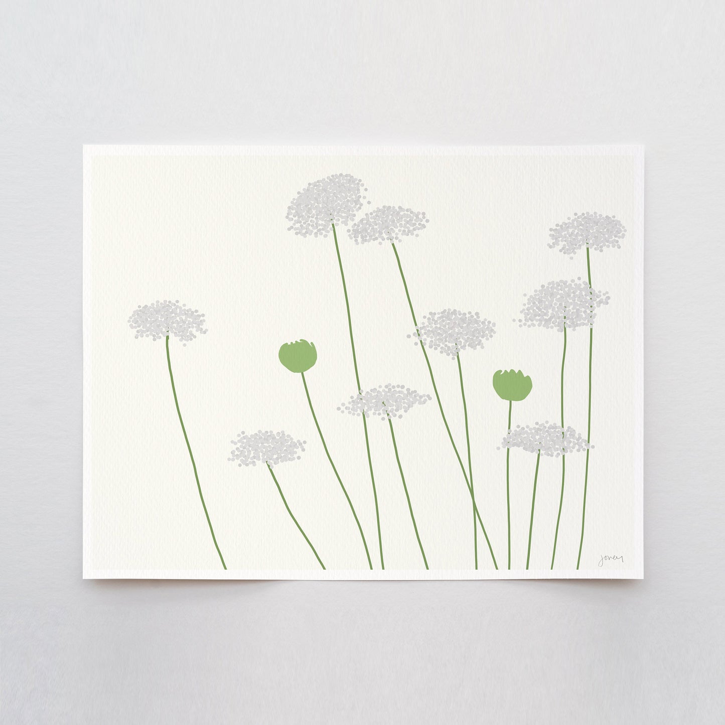 Wild Carrot Queen Anne's Lace Art Print - Framed or Unframed - 150819