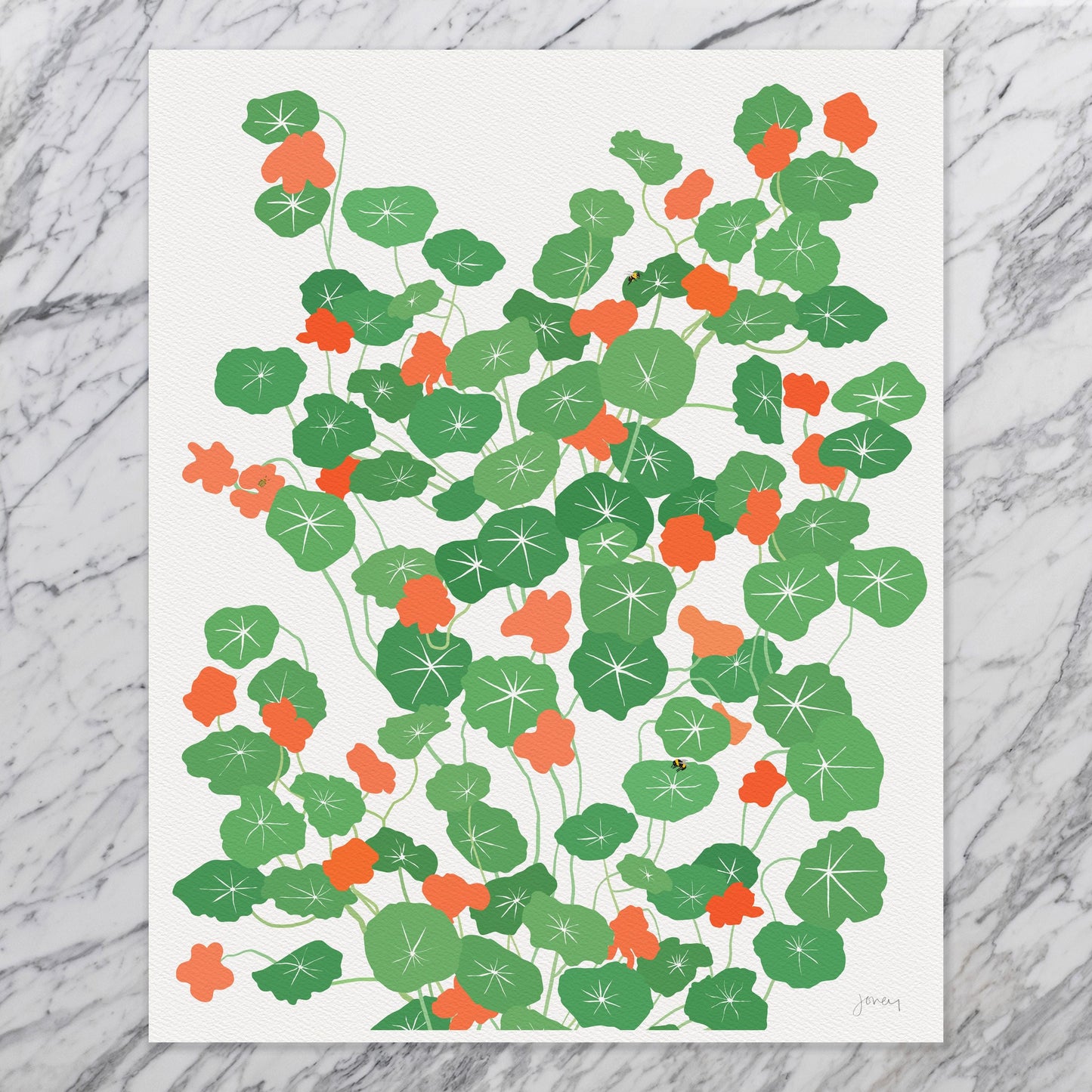 Nasturtium Plant Art Print - Unframed or Framed - 241013