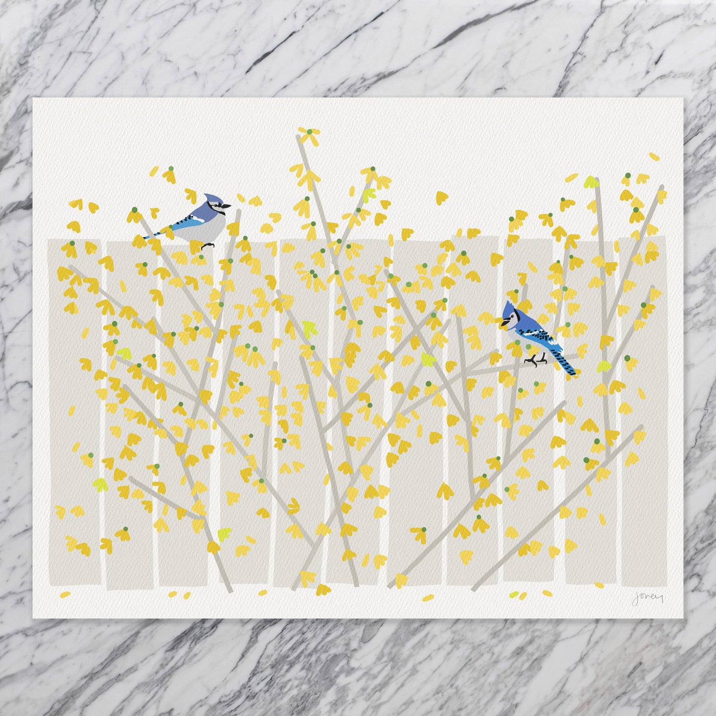 Blue Jays in Yellow Forsythia Art Print – Signed - 260426